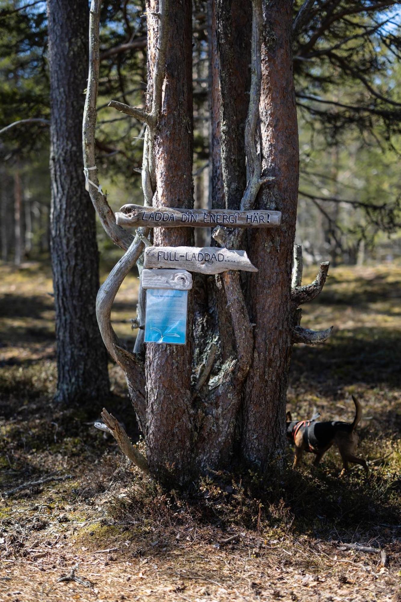 Camping Nordic Lapland Frevisören 3*