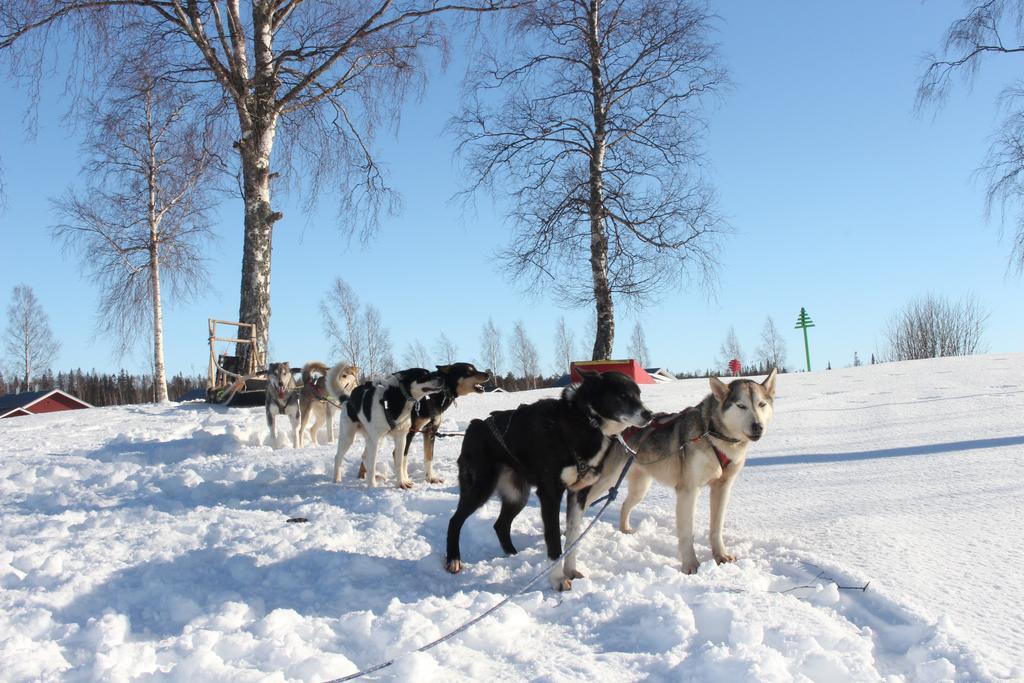 Nordic Lapland Frevisören Camping